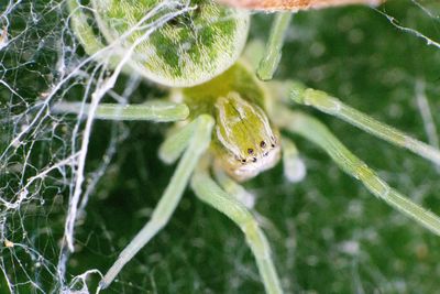 Close-up of spider on plant