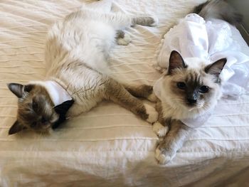 Portrait of cat lying on bed at home