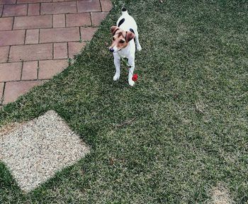 High angle view of jack russell terrier standing on grassy field