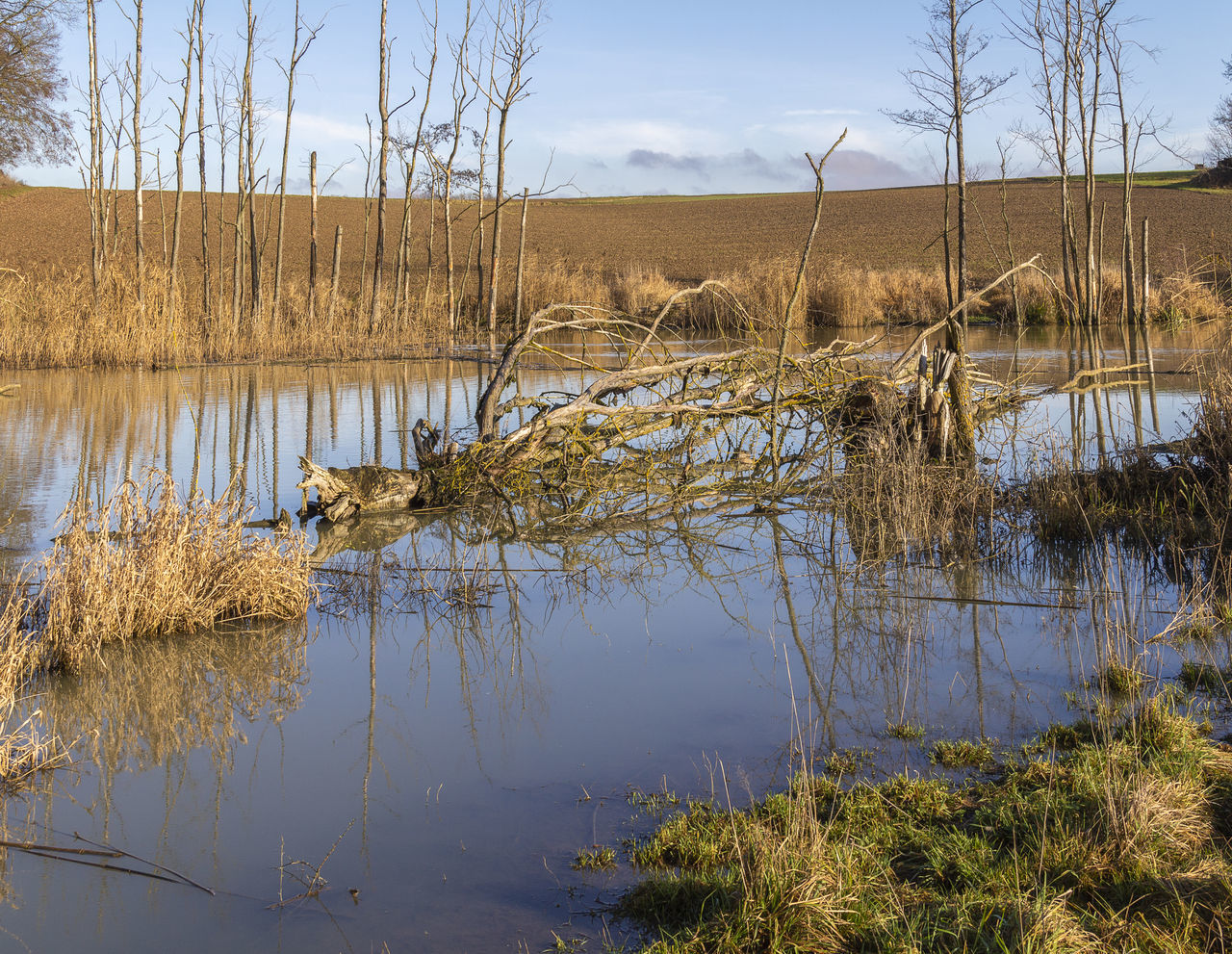 reflection, water, nature, natural environment, wilderness, marsh, tree, wetland, plant, pond, sky, swamp, landscape, beauty in nature, tranquility, river, environment, no people, autumn, scenics - nature, bog, grass, reed, tranquil scene, non-urban scene, land, day, animal wildlife, outdoors, fen, reservoir, animal, travel destinations, social issues, tourism, bare tree, animal themes, cloud, travel, rural area, winter, shore