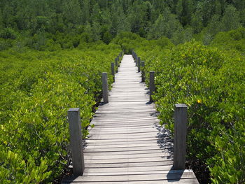 Narrow walkway along plants and trees