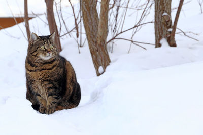 Cat looking away on snow covered land