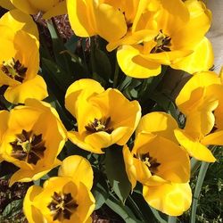 Close-up of yellow flower