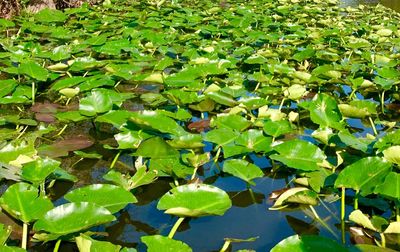 High angle view of leaves floating on lake