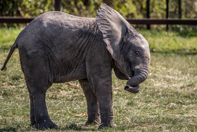 Elephant standing on field