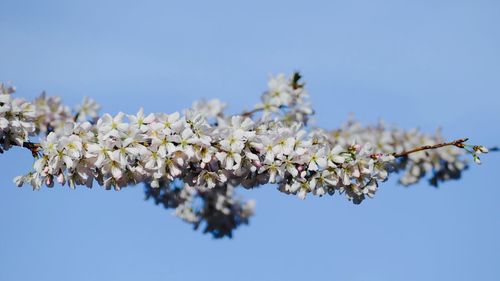 Low angle view of cherry blossom against blue sky