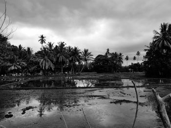 Scenic view of palm trees on landscape against sky