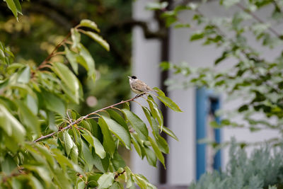 Blackcap sitting on a branch