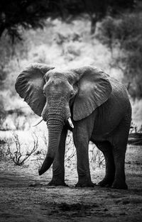 Close-up of elephant on land