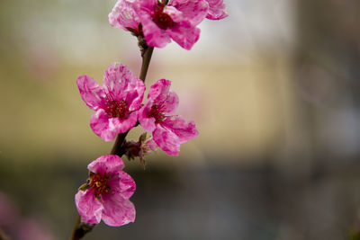 Close-up of pink cherry blossom