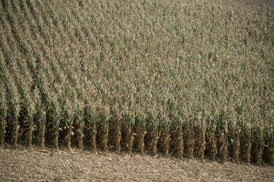 Full frame shot of crops on field