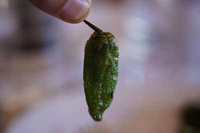 Close-up of hand holding leaf