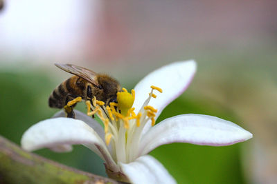 Bees collecting pollen, flying or on white lemon flowers, bokeh background