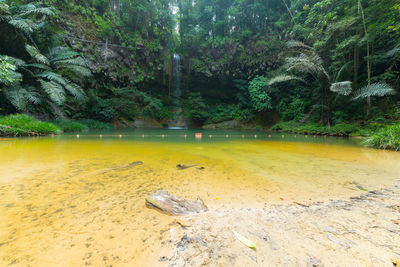 Scenic view of forest