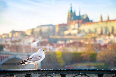 Seagull perching on railing against buildings in city