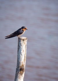 Close-up of bird perching on wooden post