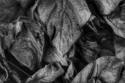 Full frame shot of dry leaves