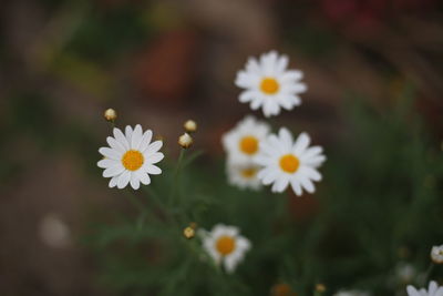 Close-up of white daisy flowers on field