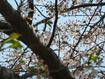 Low angle view of blooming tree