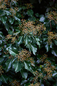 High angle view of flowering plant