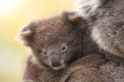 Close-up of koala baby