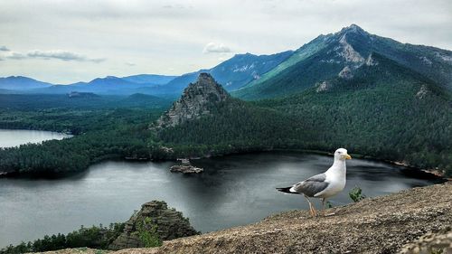 Seagull on a lake