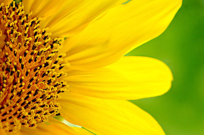 Close-up of yellow flowers