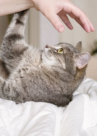 Aggressive gray cat attacked the owner hand. beautiful cute cat playing with woman hand