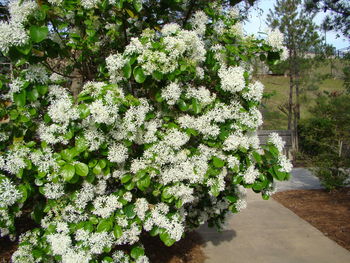 Flowering plants by footpath