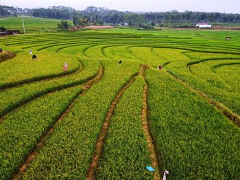 Aerial panorama of agrarian rice fields landscape like a terraced rice fields ubud bali indonesia