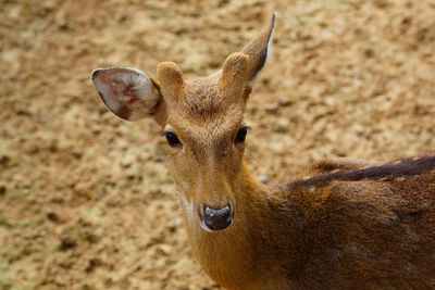 Portrait of deer