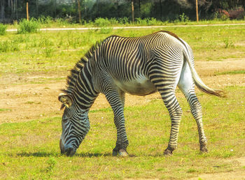 The plains zebra, also known as the common zebra