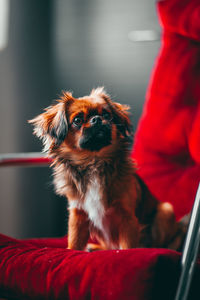 Dog looking away while sitting at home