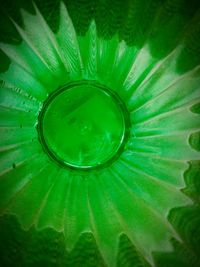 Detail shot of green leaf