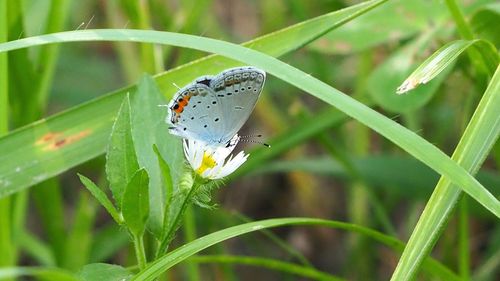 Close-up of butterfly on plant