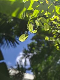 Low angle view of leaves on tree against sky