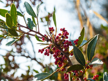 Low angle view of cherries growing on plant against sky