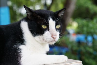 Close-up portrait of a cat