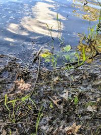 High angle view of plants in lake