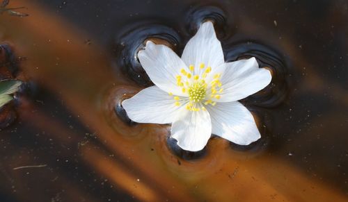 Close-up of white flower in water