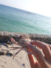 Hand holding leaf on beach