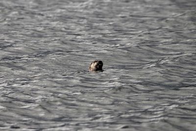 View of otter swimming in lake