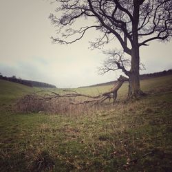 Bare trees on landscape