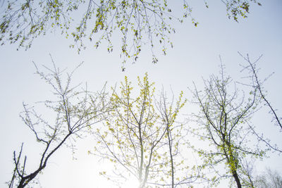 Low angle view of trees against sky