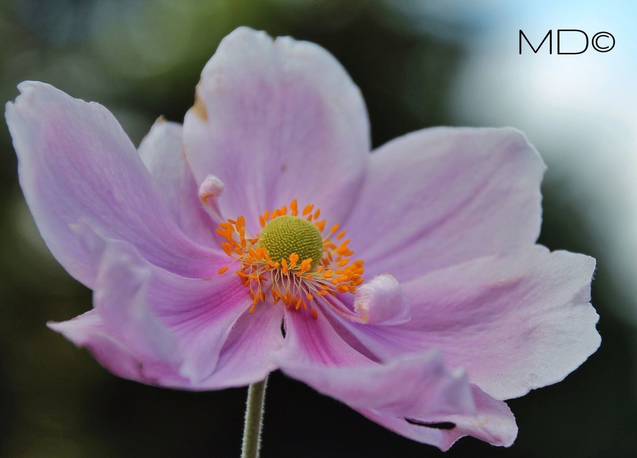 flower, petal, flower head, freshness, fragility, beauty in nature, close-up, pink color, growth, nature, blooming, focus on foreground, single flower, stamen, pollen, in bloom, blossom, plant, springtime, outdoors