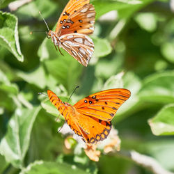 Butterfly pollinating flower