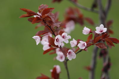 Close-up of pink cherry blossoms