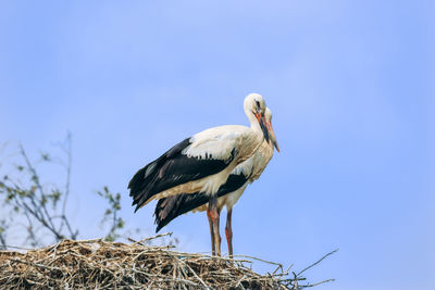 Bird perching on a nest