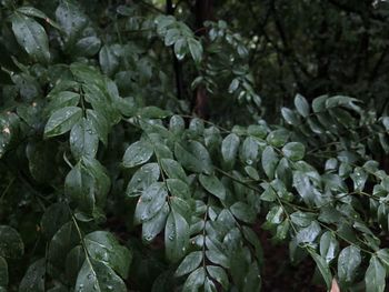 Close-up of leaves growing on plant