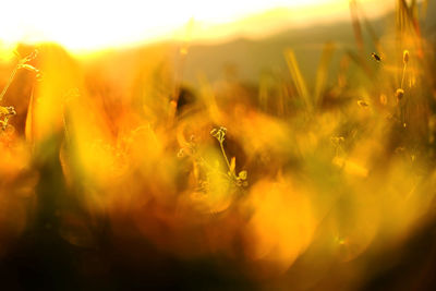 Close-up of yellow flower on field